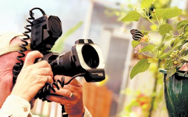 Exhibit at Tucson Botanical Gardens features hundreds of tropical butterflies  