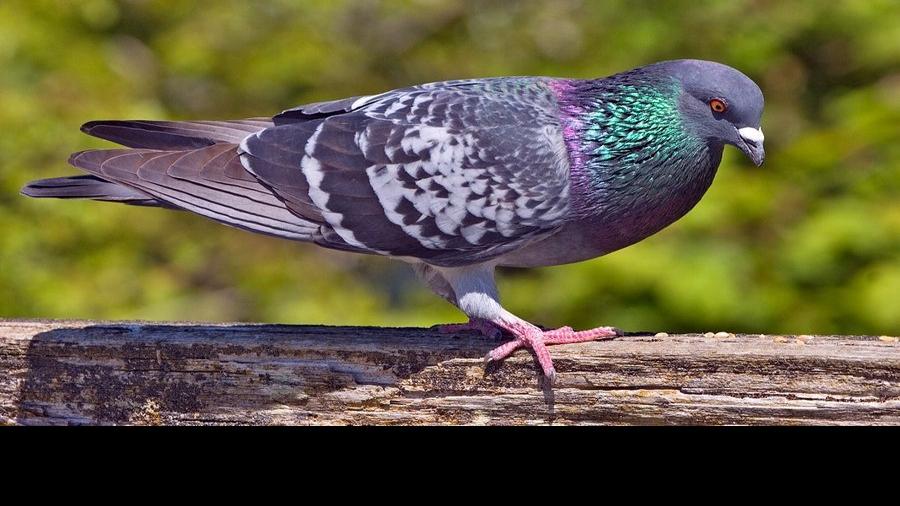 Tucson Bird Count Citizen scientists at work