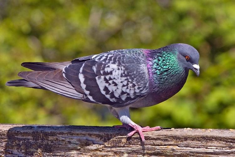 Rock pigeon