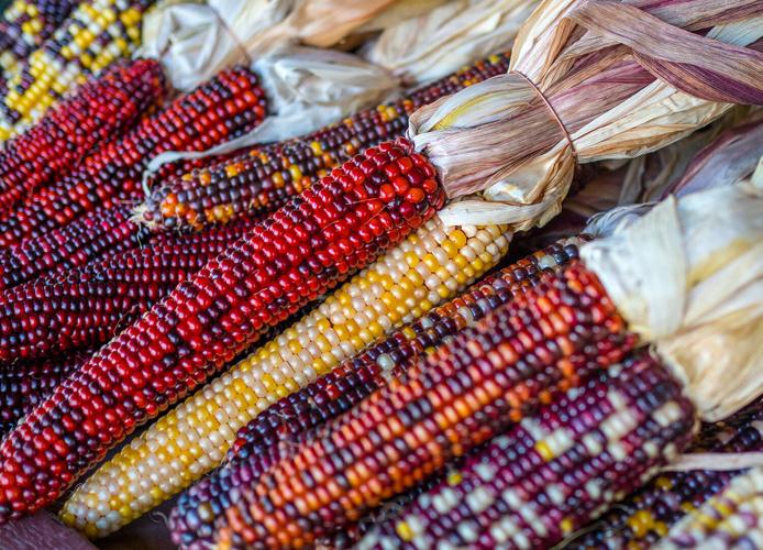 Flint corn