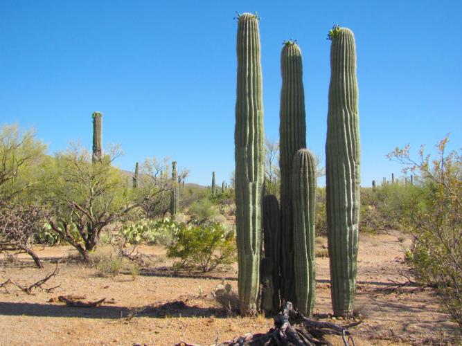 An Excerpt From 'The Saguaro Cactus: A Natural History