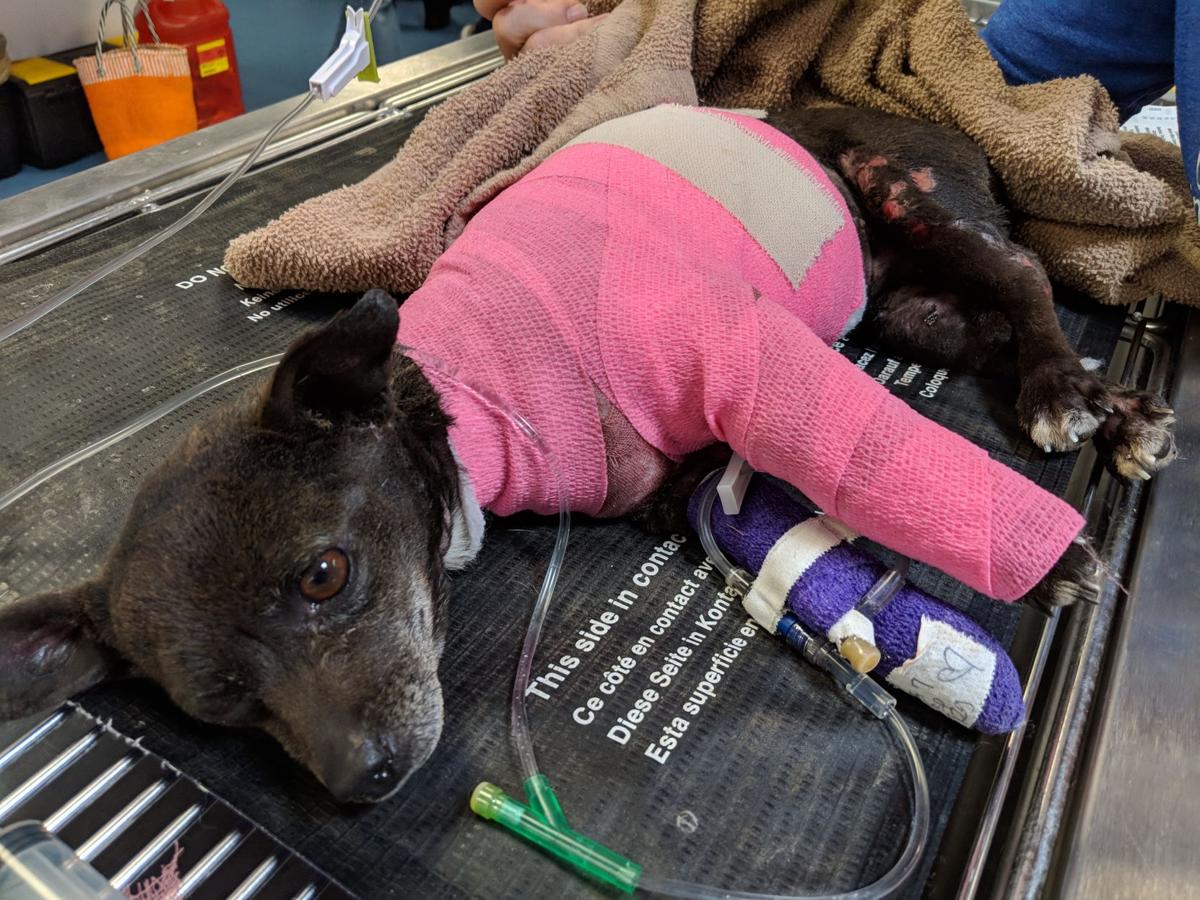 Lovely, small dog set on fire in Tucson arson, dies | Local news |  tucson.com