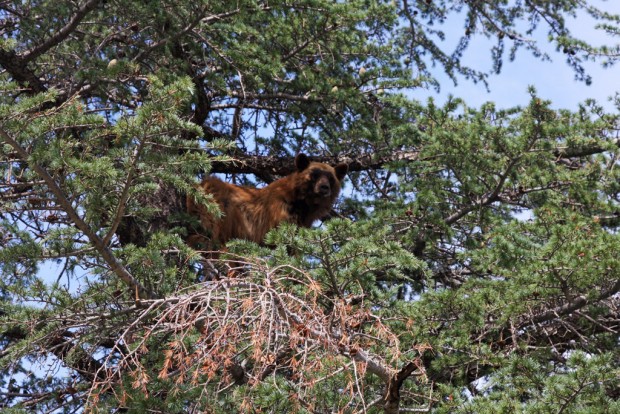 Bear up; 10 hrs. later, bear down    