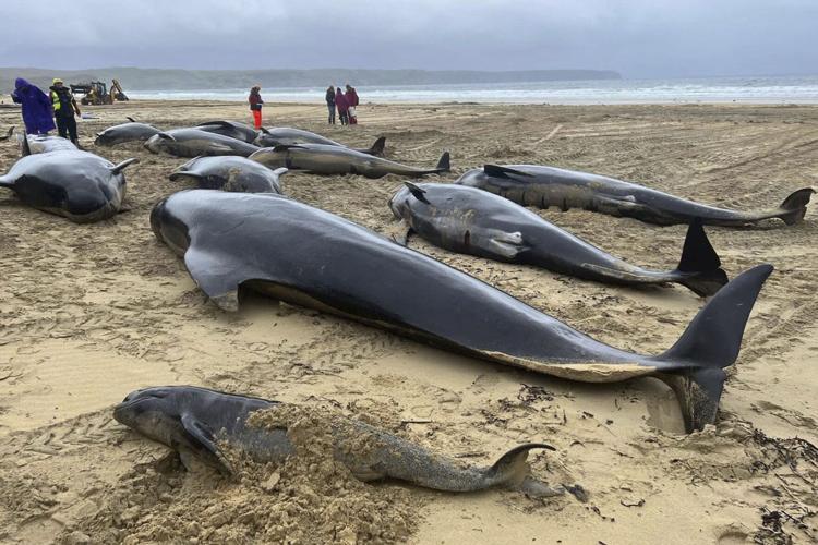 Britain Stranded Whales