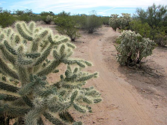 Mountain bike trail