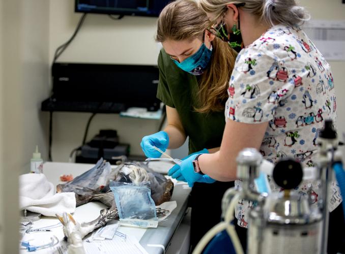 Tucson Wildlife Center