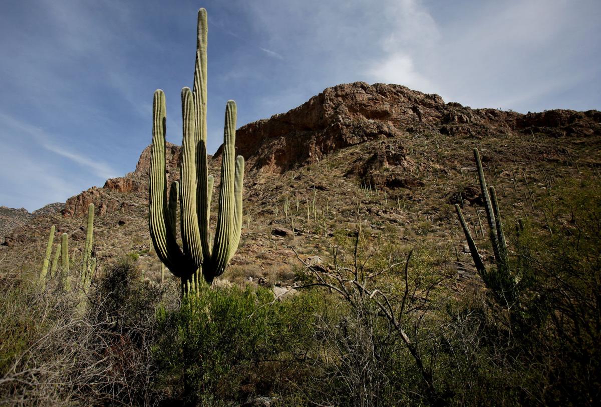 Coronado National Forest
