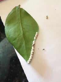 Eggs belong to an insect that is more a curiosity than pest