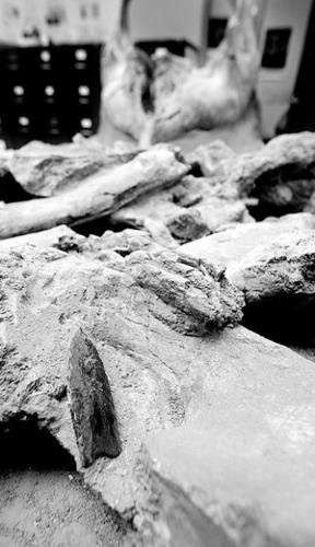 Bones of prehistoric mammoth readied for Rio Nuevo museum  
