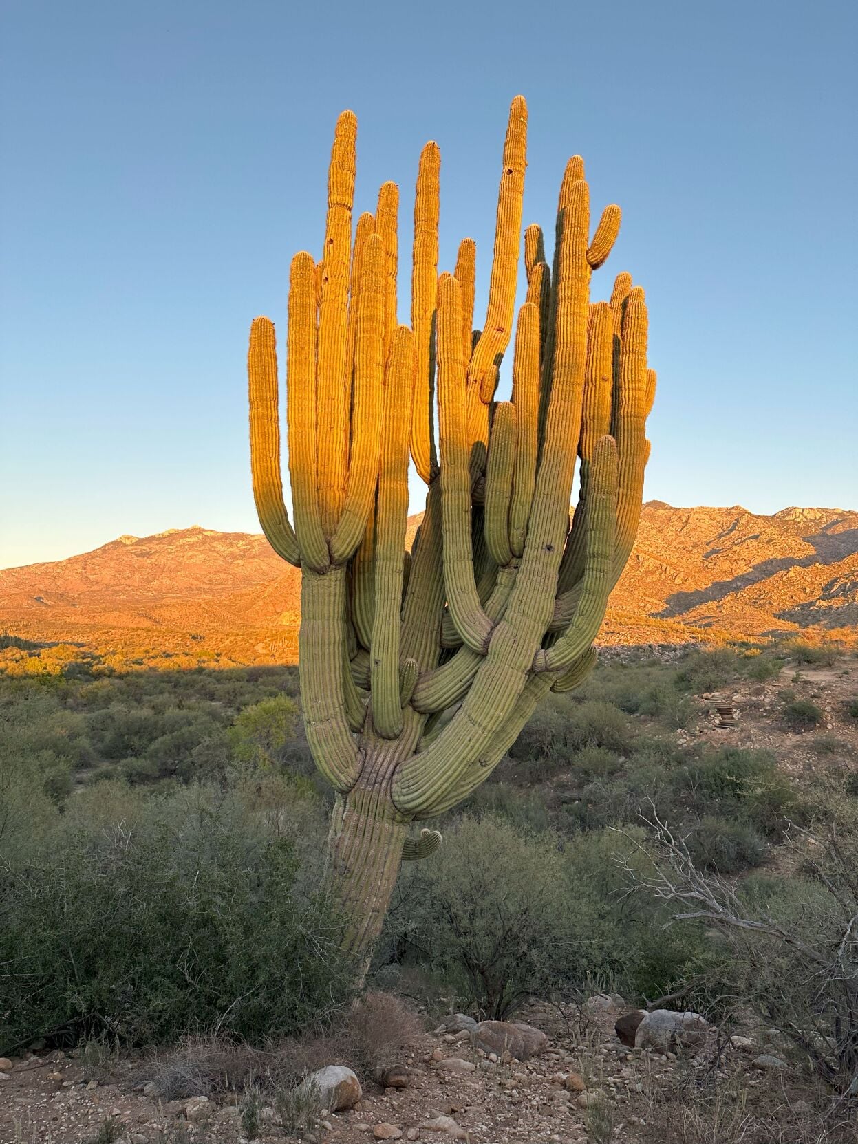 Catalina State Park loses ‘granddaddy’ saguaro