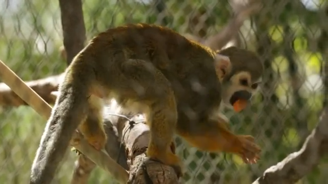 Monkey dies after surgery while giving birth at Tucson zoo