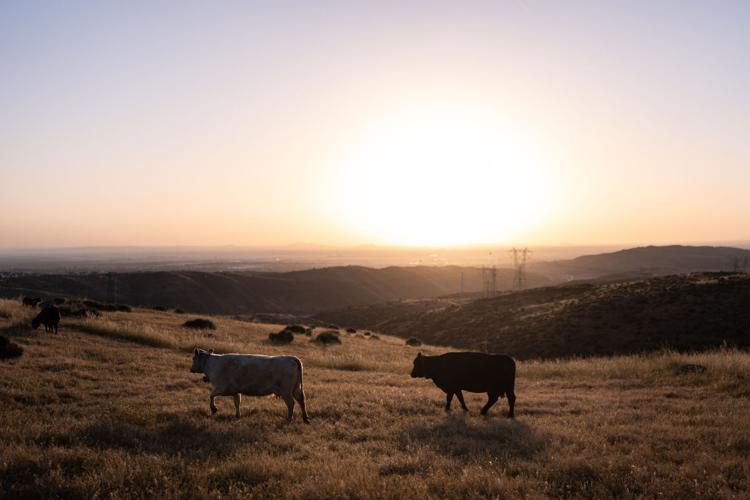 Could more cattle cause record beef prices to drop? Ranchers say it's not that simple