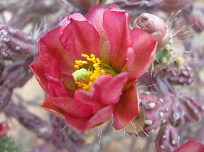 Cholla bloom
