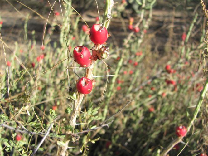 Red hues along trail