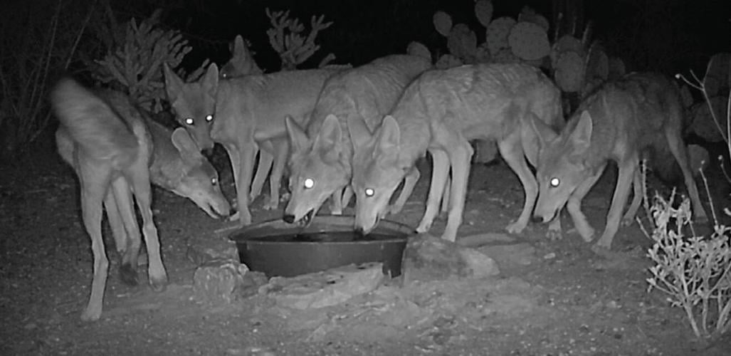 Wildlife Cameras Reveal Unexpected Visitors