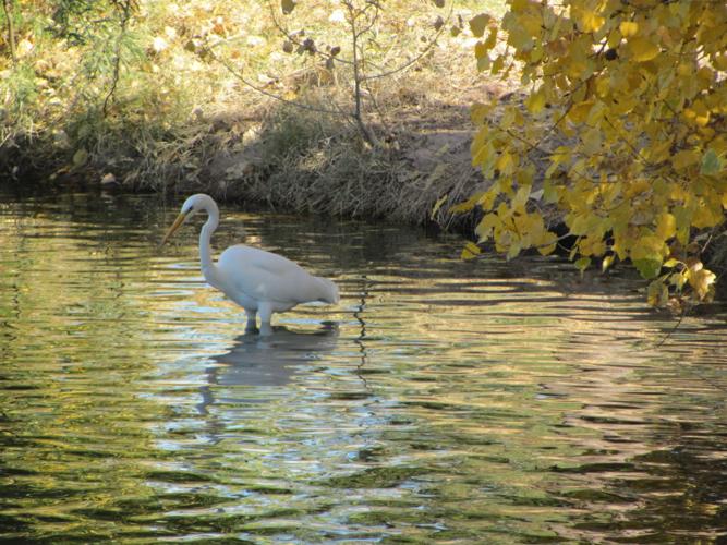 Fort Lowell Park color