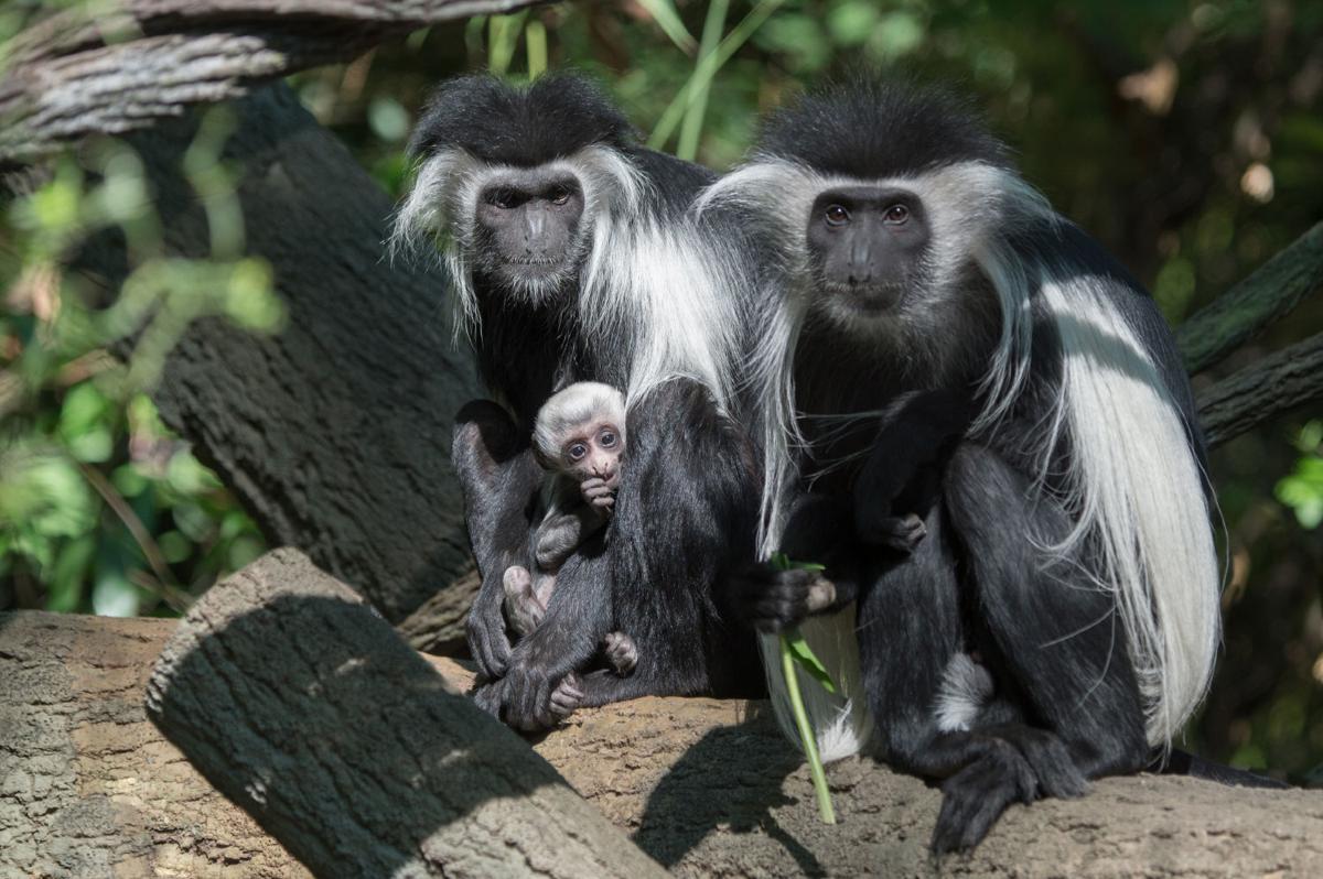 Baby zoo animals