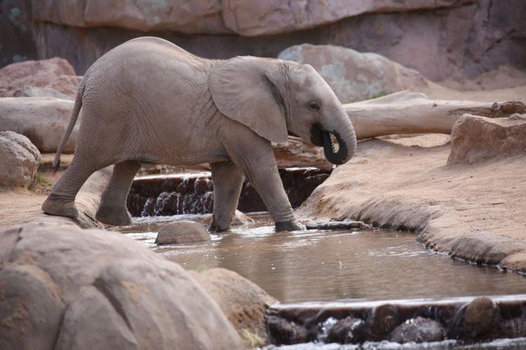 Tucson's baby elephant getting more brave, playing with big sister Nandi