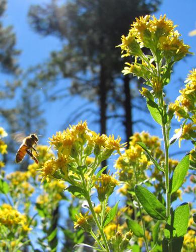 Southwest wildflowers