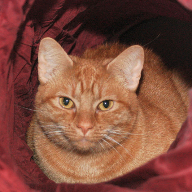 Pets for adoption