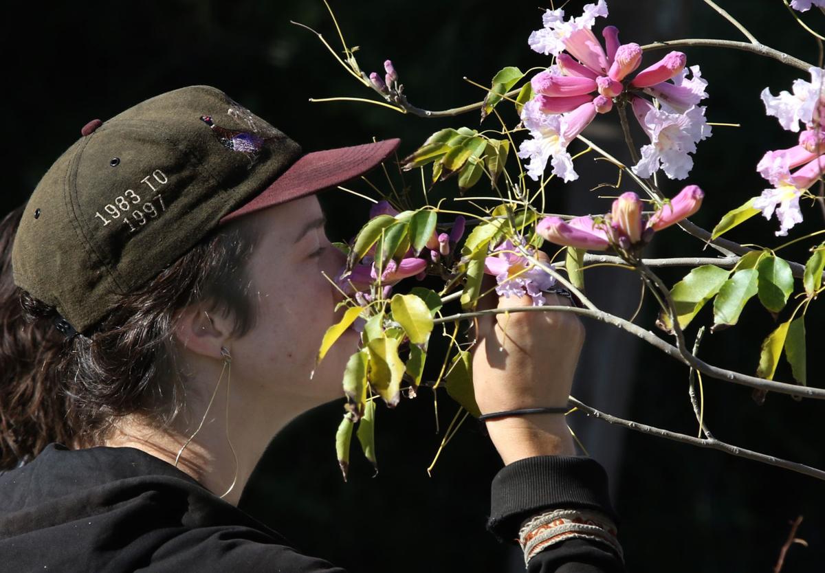 Spring sale blooms at Desert Survivors