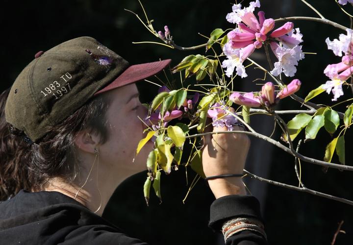 Spring sale blooms at Desert Survivors