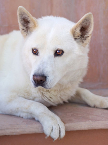 Pets for adoption