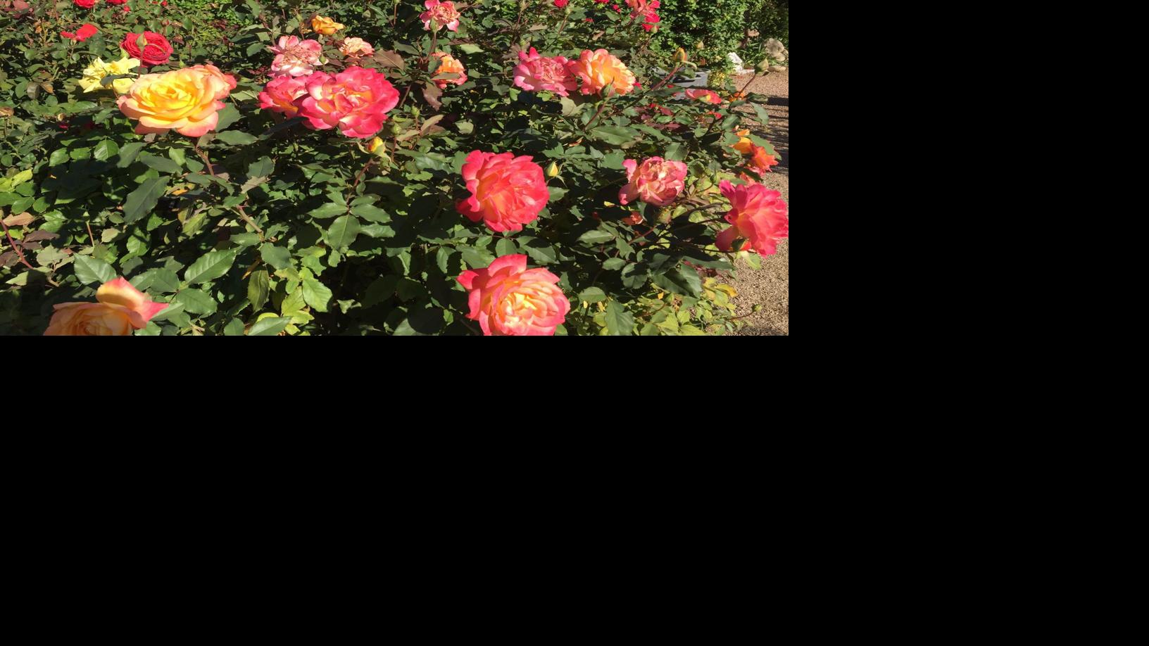When to prune roses | | tucson.com