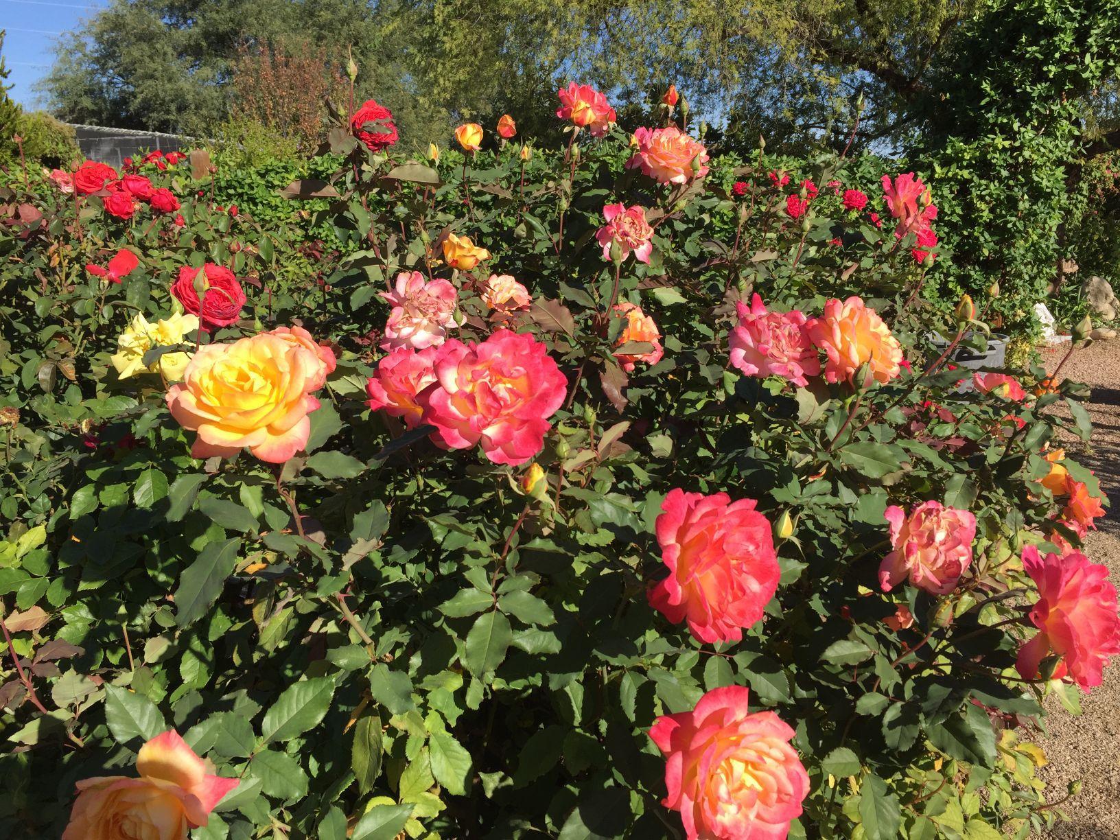 When to prune roses