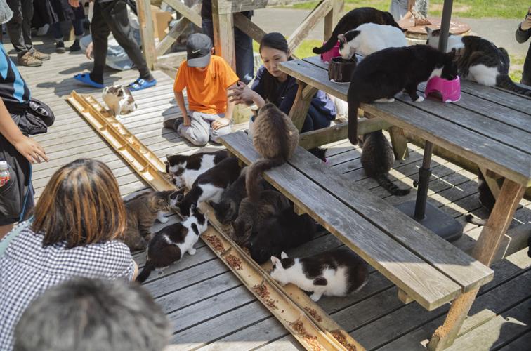 Japan Island of Cats Photo Gallery