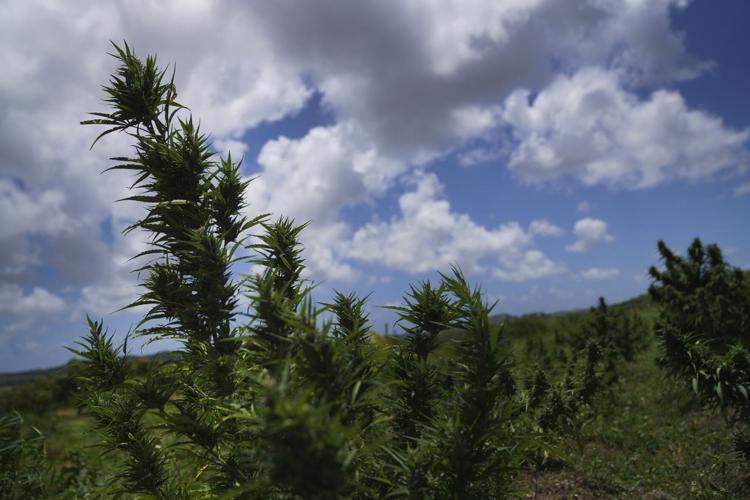 Antigua Sacramental Marijuana
