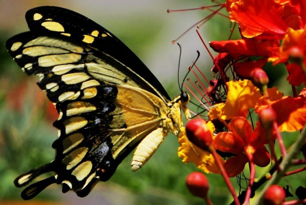Butterfly count planned at C. Ariz. nature reserve