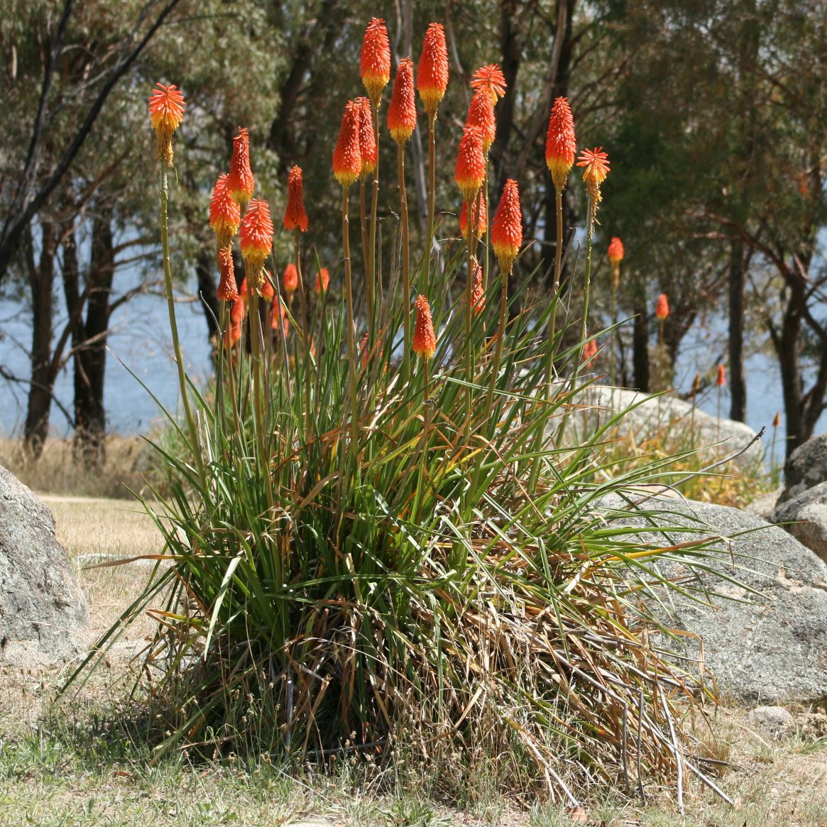 Care of red hot poker plant