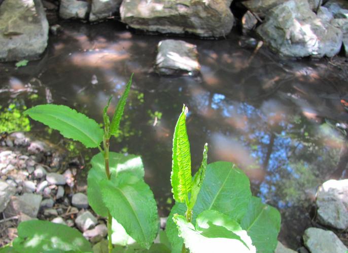 Green shoots and pool