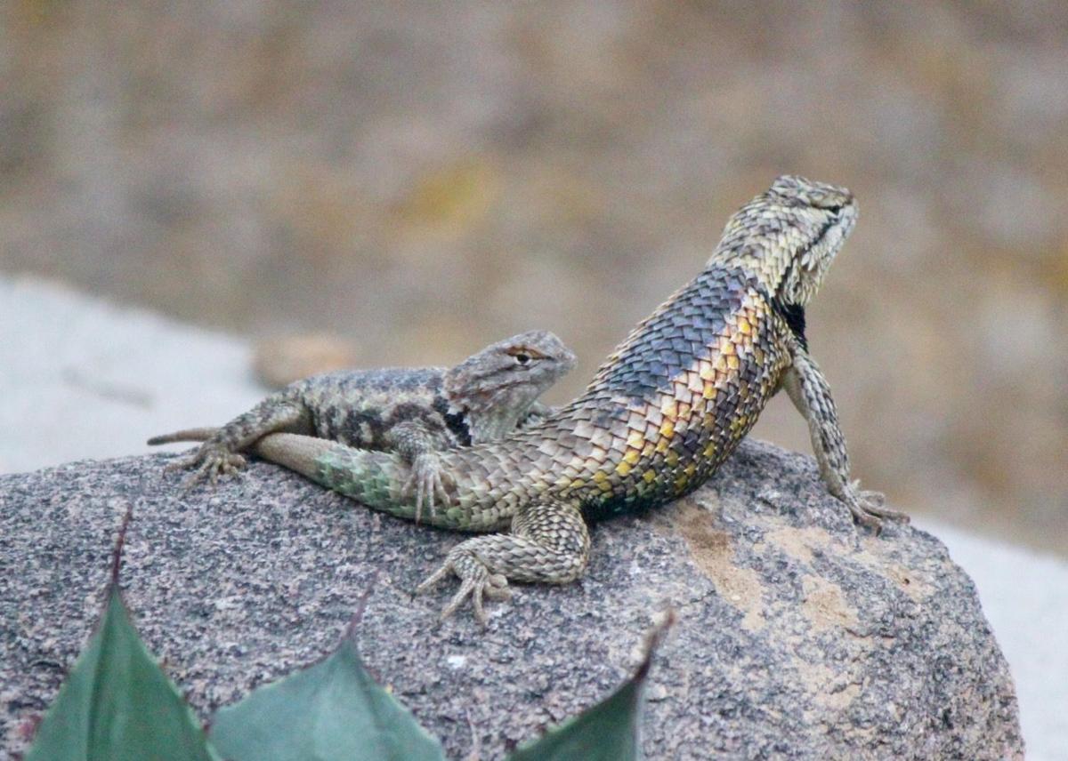 Surprisingly Beautiful Southern Arizona Lizards Pets Tucson Com