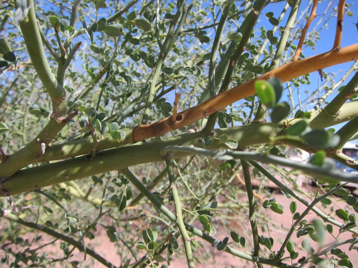 Garden Sage: Palo verde twig damage