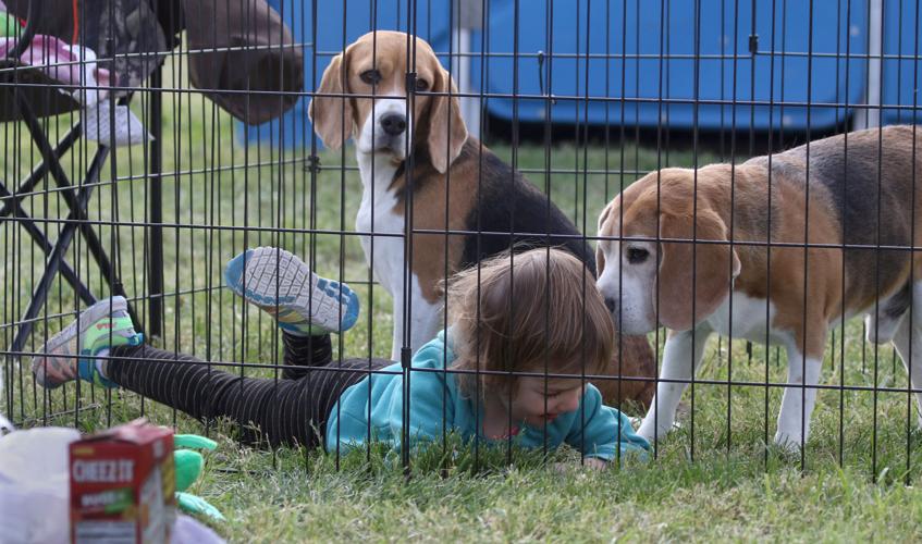 Photos: Coyote Classic Dog Show | Latest News | tucson.com