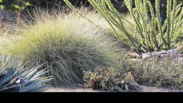 The multi-sensory desert yard | Residence & Garden
