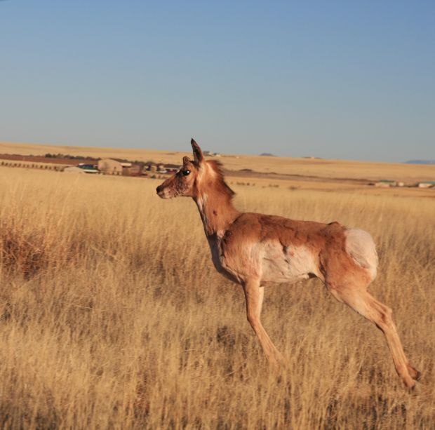 pronghorns released
