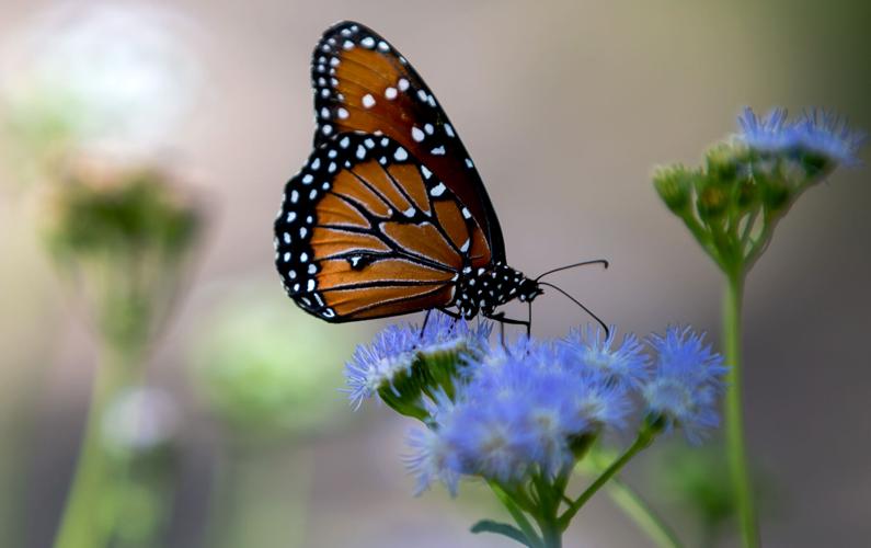 Butterfly Magic at Tucson Botanical Gardens