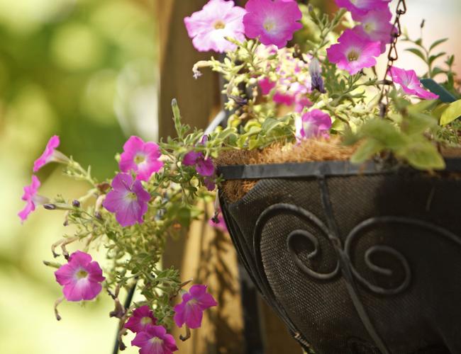 All-America Selections garden