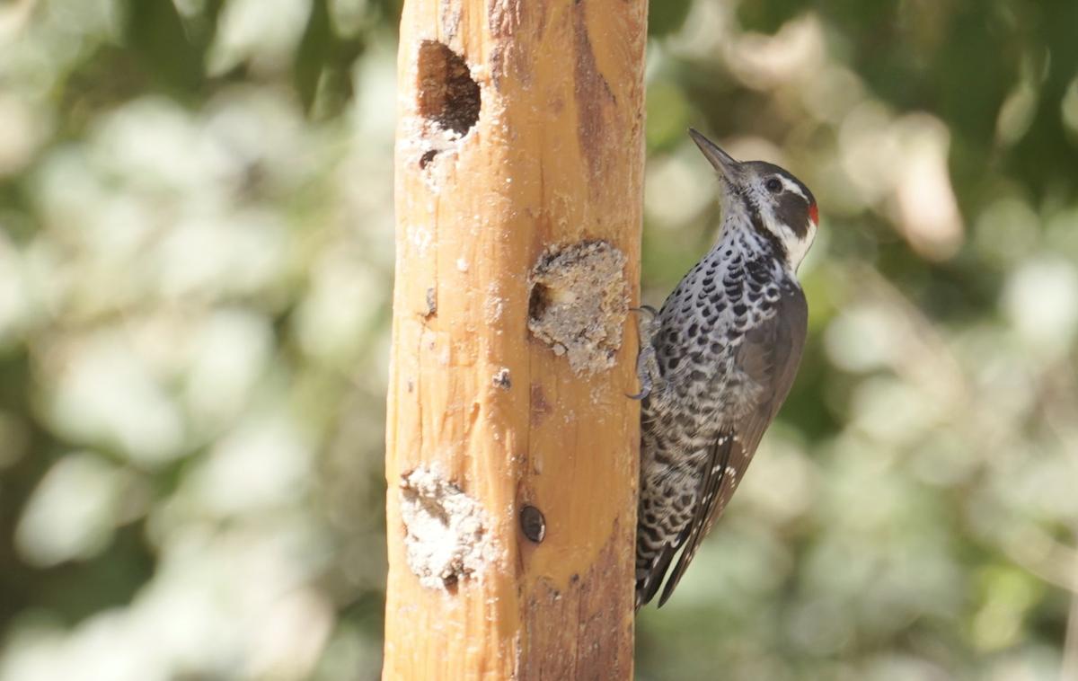 Arizona S Woodpeckers Home And Garden Tucson Com