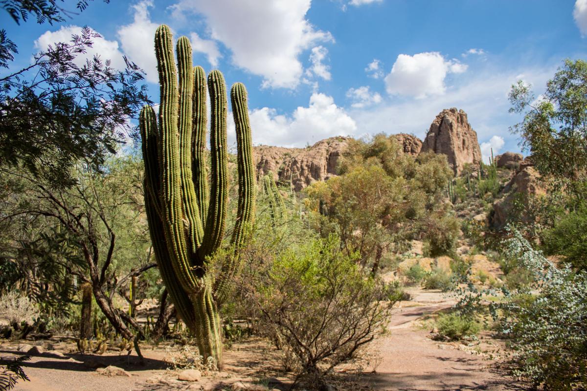 Boyce Thompson Arboretum