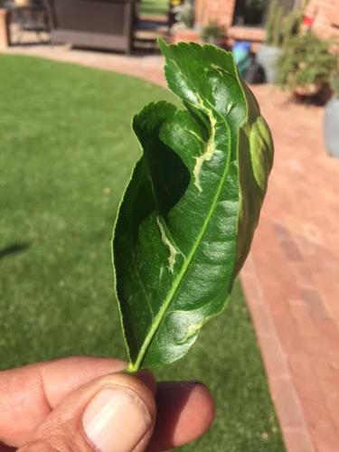 Damage from citrus thrips less than it looks