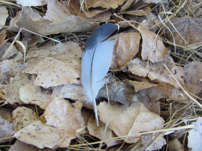 Feather and leaves