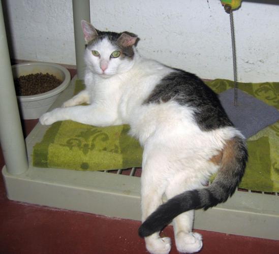 Book about rescued cats to benefit Tucson's Pawsitively Cats No-Kill Shelter