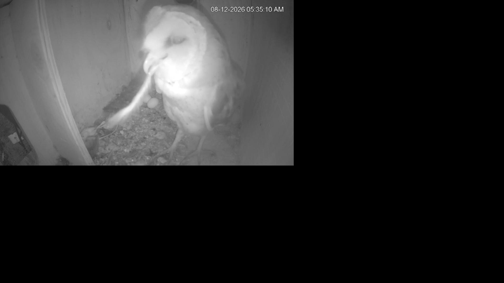 Live barn owl webcam