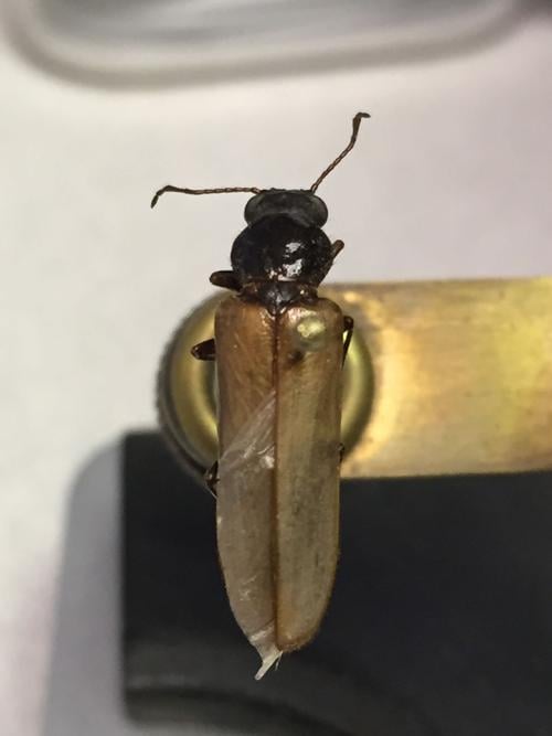 Garden Sage: Relatively little is known about Dead Log Bark Beetles