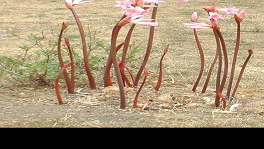 Naked ladies sprout in garden | 