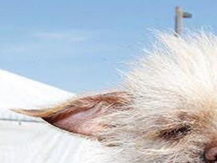Tucson Pooch Places Second In World S Ugliest Dog Contest Local News Tucson Com